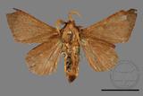 ǦW:Syrastrena sumatrana obliquilinea