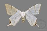 ǦW:Ourapteryx clara formosana