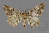 ǦW:Alcis taiwanovariegata