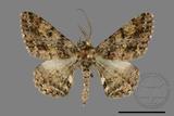 ǦW:Alcis taiwanovariegata