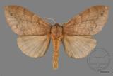 ǦW:Lasiocampidae