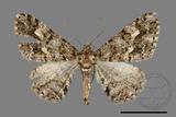 ǦW:Alcis taiwanovariegata