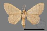 ǦW:Scopula mecysma