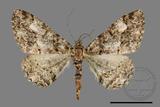 ǦW:Alcis taiwanovariegata