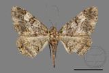 ǦW:Alcis taiwanovariegata