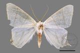 ǦW:Ourapteryx pallidula