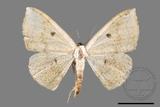 ǦW:Somatina plynusaria