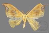 ǦW:Tridrepana unispina