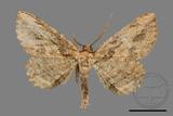 ǦW:Menophra anaplagiata