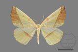 ǦW:Auaxa cesadaria