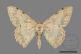 ǦW:Luxiaria costinota