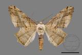 ǦW:Trigonoptila pallida