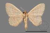 ǦW:Scopula mecysma