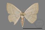 ǦW:Scopula sp.