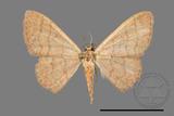 ǦW:Scopula mecysma