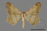 ǦW:Macaria abydata