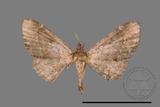 ǦW:Larentiinae sp.