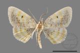 ǦW:Euchristophia cumulata meridionalis