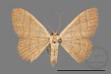 ǦW:Scopula mecysma