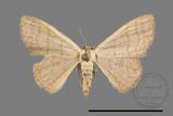 ǦW:Scopula mecysma