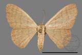 ǦW:Scopula mecysma