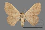 ǦW:Scopula mecysma