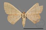 ǦW:Scopula mecysma