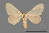 ǦW:Scopula mecysma