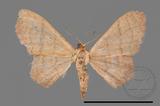 ǦW:Scopula mecysma