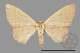 ǦW:Scopula mecysma