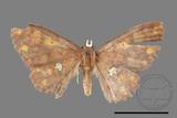 ǦW:Discoglypha locupletata