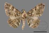 ǦW:Alcis taiwanovariegata