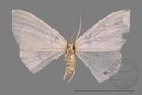 ǦW:Scopula sp.