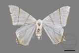 ǦW:Ourapteryx clara formosana