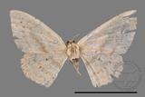 ǦW:Scopula sp.