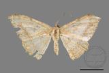 ǦW:Luxiaria mitorrhaphes