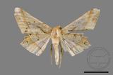 ǦW:Trigonoptila latimarginaria