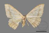 ǦW:Luxiaria mitorrhaphes