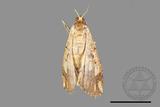 ǦW:Synegia sp.