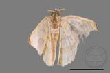 ǦW:Luxiaria obliquata