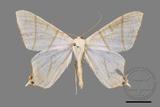 ǦW:Ourapteryx yerburii virescens