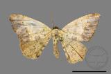 ǦW:Lophobates ochrolaria