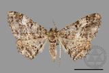 ǦW:Alcis taiwanovariegata