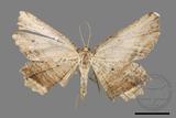 ǦW:Menophra humeraria