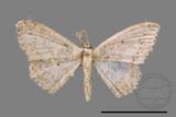 ǦW:Scopula sp.