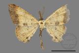 ǦW:Lophobates ochrolaria