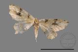 ǦW:Lobogonia aculeata