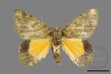 ǦW:Dindica polyphaenaris