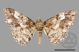 ǦW:Alcis taiwanovariegata