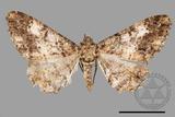 ǦW:Alcis taiwanovariegata